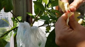 воздушное  черенкование цитрусовых растений часть 1