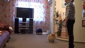 Померанский шпиц Ричард: 3 месяца.