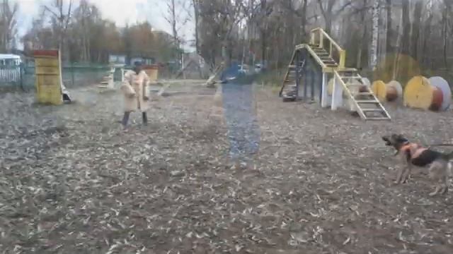 Охранная собака. Тренировка с фигурантом