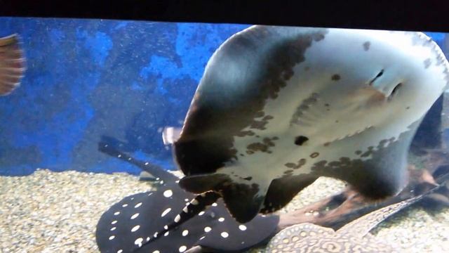 невероятное скат с лицом человека - Scat zoo in Novosibirski смотреть онлайн