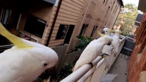 Australia, Sydney Manly, parrots cockatoo | Австралия, Сидней, какаду на балконе дома. 2 часть