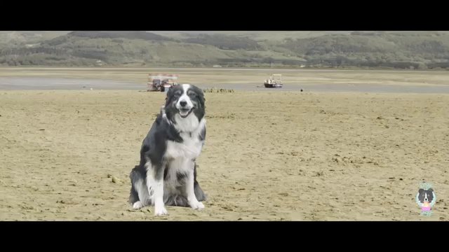 DoggiYoggi Video