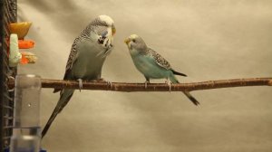 27. Драка попугаев из-за морковки.  Выставочный волнистый против обычного.