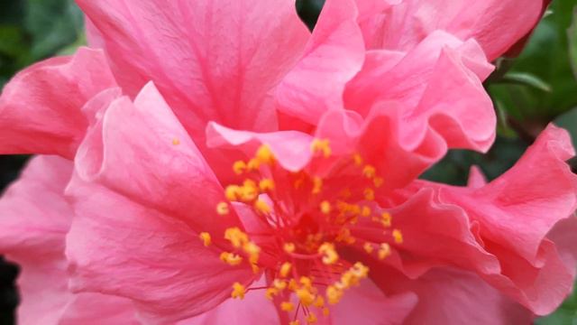 Pink Gumamela Flower / Hibiscus flower no. 16 смотреть онлайн