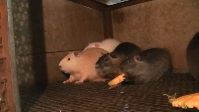 НУТРИИ И КУРЫ ОШИБКИ НУТРИЕВОДОВ