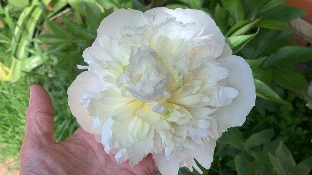 Peony DUCHESSE DE NEMOURS(Calot 1856.) Channel YouTube :ПІВОНІЇ - ВСЕ ПРО НИХ