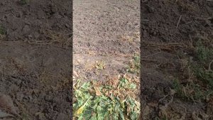 Трактор Т-16 м обзор воздушного фильтра крепление мотоблока бурак в зиму и мысли в слух!