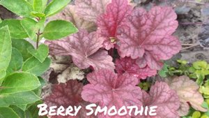 Осенний окрас листьев гейхера сорт berry smoothie
