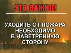 Лесные пожары