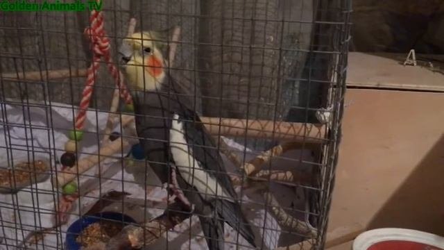 Смешная Корелла Хочет Спать/Funny Corella Wants To Sleep