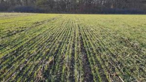 Прямой посев пшеницы по палкам подсолнуха сеялкой от "Велес Агро"