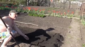 Как посеять свеклу столовую. Буряк столовый