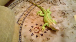 Игуана в доме