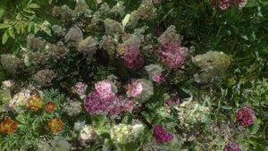 Садовые цветы (гортензия айс-крим)