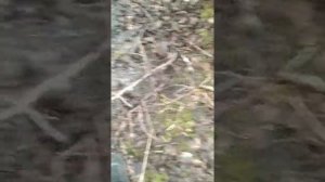 утонул в болоте