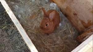 Миксоматоз - кошмары нашего двора - болезнь  и шишки у кроликов