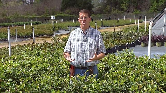 Fragrant Tea Olive - Osmanthus Fragrans at Brighter Blooms Nursery смотреть онлайн