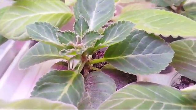 как я опыляла глоксинии! посмотрим что получится ☺#глоксинии #семена #новыйгод смотреть онлайн