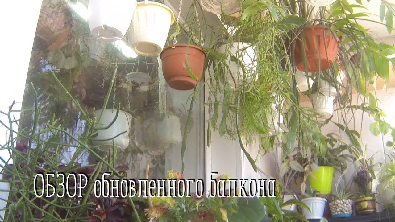 Комнатные цветы. Обзор цветов на балконе. Обновила. #помылабалкон #цветынабалконе #обзорцветов