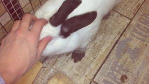 Содержание кроликов зимой, зимние окролы. Можно ли держать вместе крольчих? Продажи кроликов.