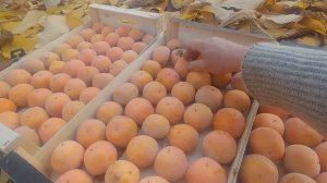 ХУРМА В БЕЛАРУСИ. СОБИРАЮ УРОЖАЙ,