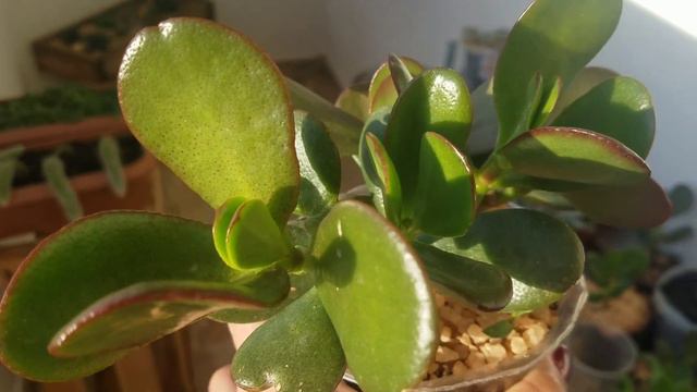 Vejam como ficam as cores das suculentas no outono🌵 смотреть онлайн