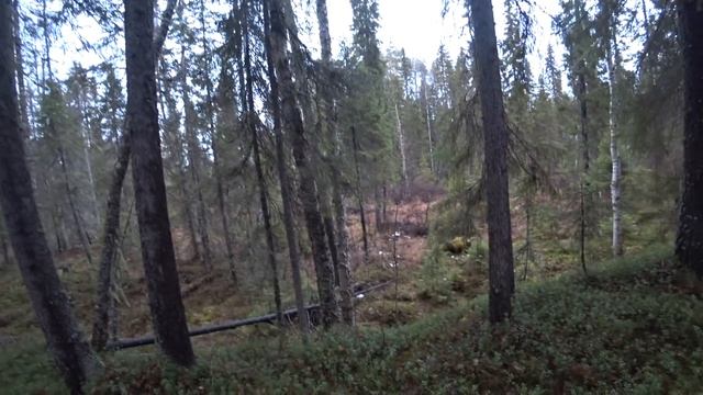 ОХОТА НА ГЛУХАРЯ(лучше и не придумаешь))) смотреть онлайн