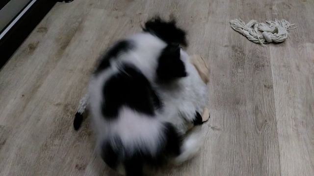 Будущий защитник,начало...