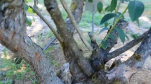 Голубика в Америке Кустам 50 лет Blueberry in Oregon