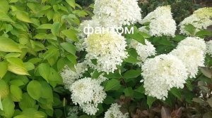 Цветение гортензий на 1 августа 2023.