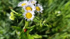 Первый день лета. 2024