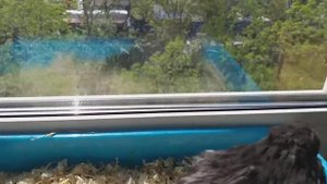 новый спасённый голубь с инфекцией глаз и заплывшем гноем глаз!