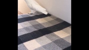 Попугай какаду Джек лает
