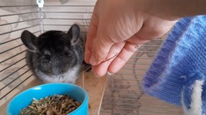 Шуша наелась и засыпает. Шиншилла