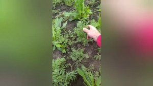 Сеем фацелию. Как сеять фацелию?Когда сеять фацелию?Сидерат.Удобрение.Красота.