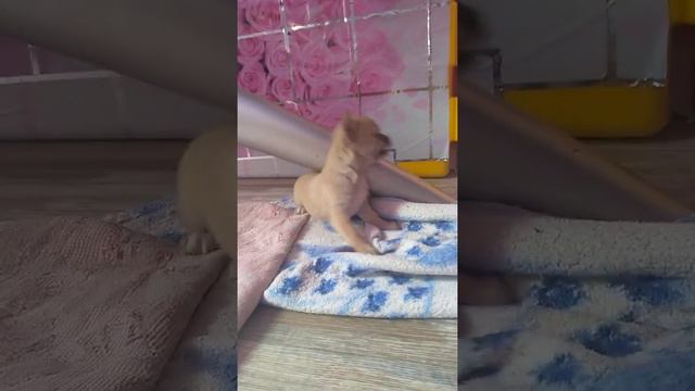 Девочка чихуахуа продается Ассоль