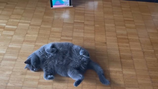 Кот балдеет от йоги онлайн. Смешные видео с кошками. А вы так можете?) смотреть онлайн