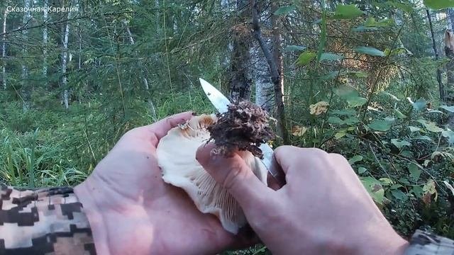 Новые грибные леса!Белые Грибы 2020 Корзинами - Подосиновики, Грузди, Лисички - Грибное Изобилие!
