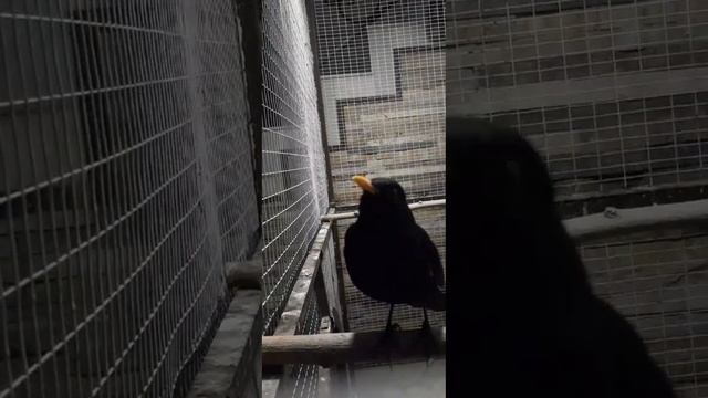 бомба голос чёрный дрозд очень очень хорошо голос ?? смотреть онлайн