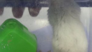 Опухоль на лапке у хомяка/The tumor on the paw of the hamster