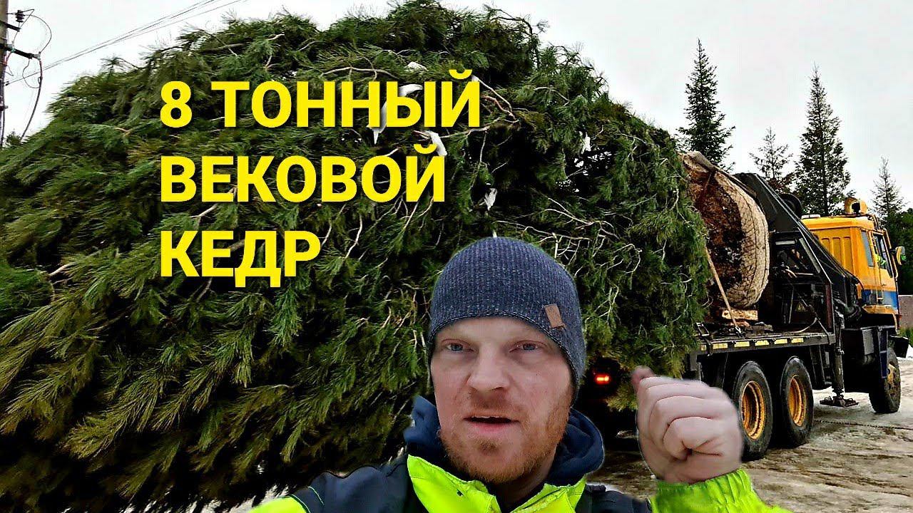 Столетний КЕДР весом 8 тонн!Эксклюзивная посадка векового дерева.Кран-манипулятор смотреть онлайн