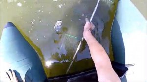 Раки на Kitekat Кошачий корм. Неожиданный результат