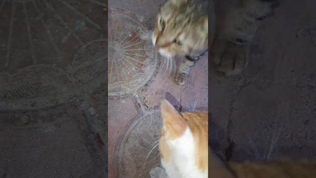 Голодные коты выпрашивают еду. Hungry cats, ask food. смотреть онлайн