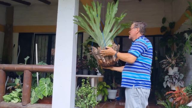 NUEVO JARDÍN TE SORPRENDERAS si eres amante a estas hermosas plantas/Liliana Muñoz смотреть онлайн