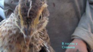 Как Определить Пол Перепелов.