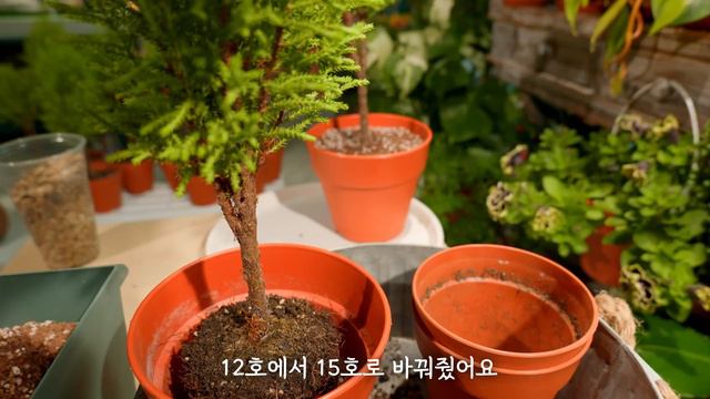 [4K] 4계절 푸르른, 실내 율마 숲 관리 요령 /율마 분갈이 극히 주의할 점과 순따기 요령 /율마 다양한 수형으로 키우기 /정기적 수형 관리 방법 смотреть онлайн