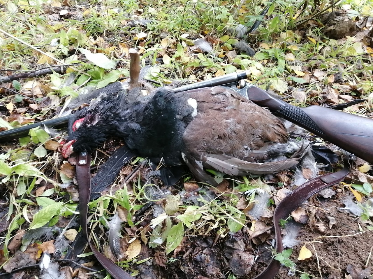 Охота на Глухаря, Рябчика с таксой! смотреть онлайн