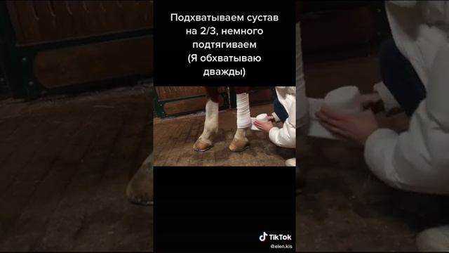 как наматывать бинт на лошадь) #лошади #седловка #бинт