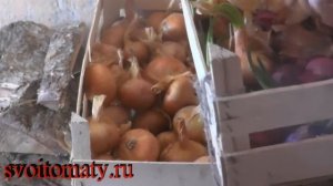 Хранение овощей