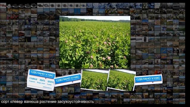 Селекционеры Башкирского ГАУ вывели новый сорт высокоурожайного клевера